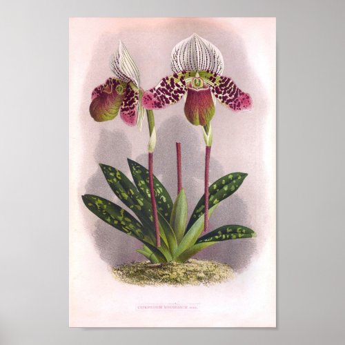 Twin Purple Orchids Vintage Cypripedium Moensianum Poster