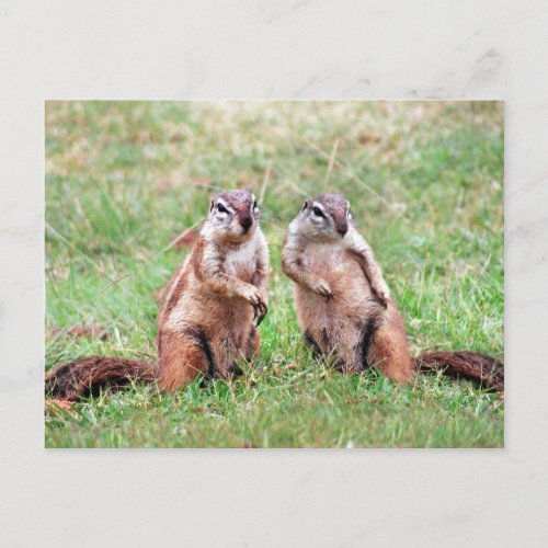 Twin squirrels postcard