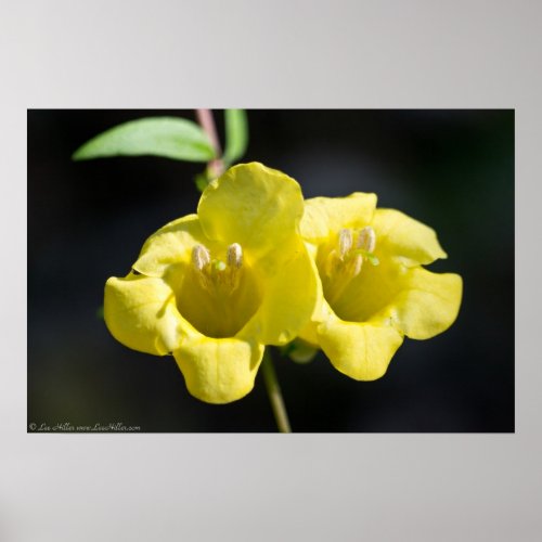 Twin Suns Yellow Foxglove Wildflower Poster