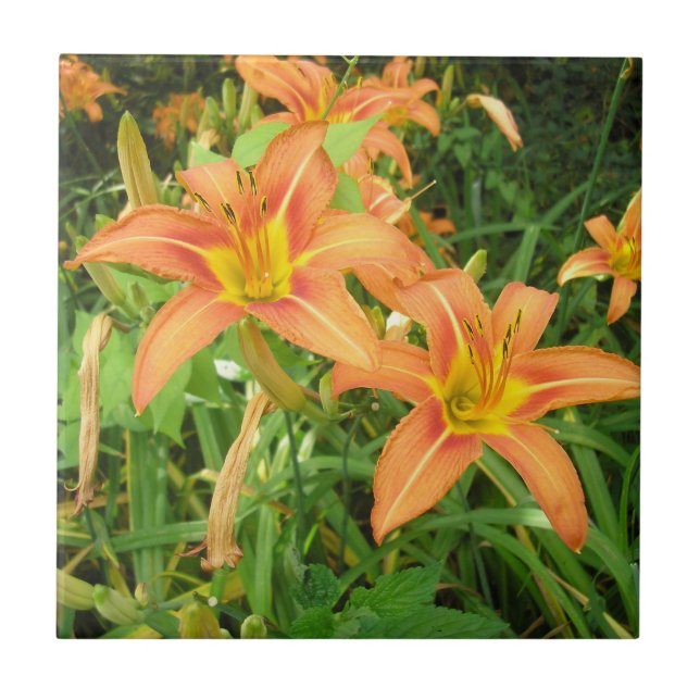 Twin Tiger Lilies Ceramic Tile (Front)