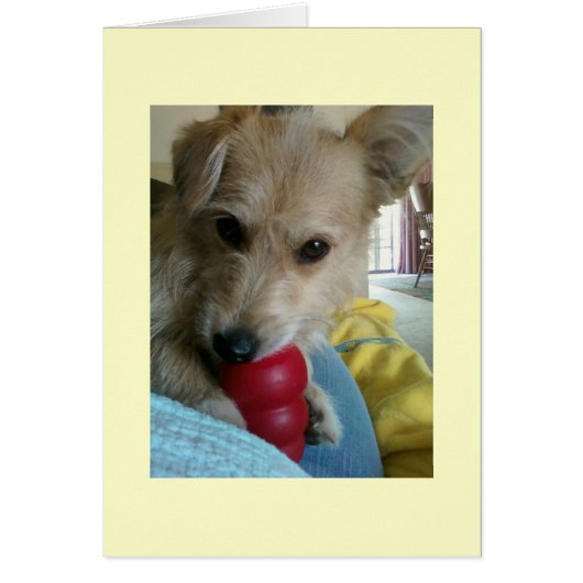Twinkie the Wonder Dog Cards (Front)