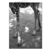 twinkle toes (Front)