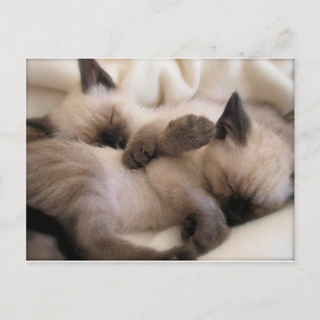 Twins Pet Cat Cute Siamese Kitten Postcard (Front)