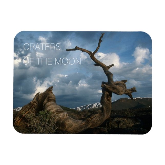 Twisted Limber Pine Trunk, Craters of the Moon Magnet (Horizontal)