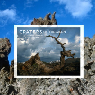 Twisted Limber Pine Turnk, Craters of the Moon Postcard