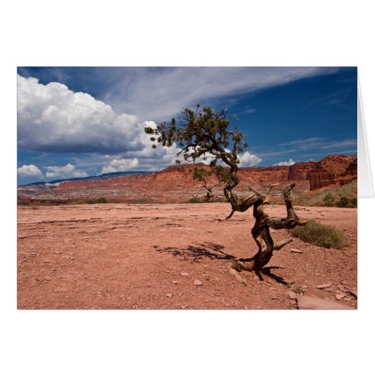 Twisted Pinyon Pine Tree Cards (Front Horizontal)