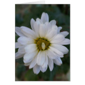 twisted white petal (Front)