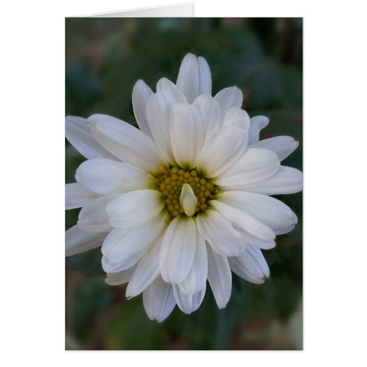 twisted white petal cards (Front)