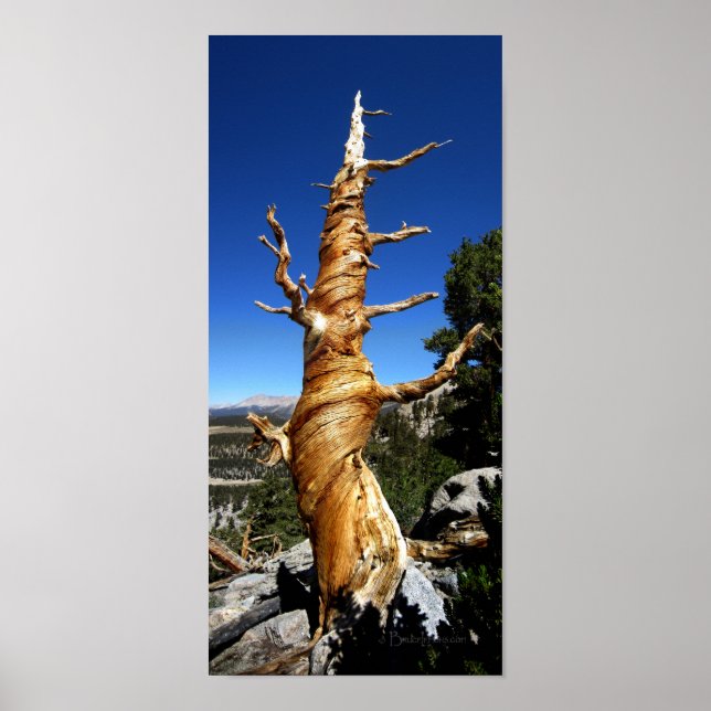 Twisty Foxtail Pine - Sierra Nevada Mountains Poster (Front)