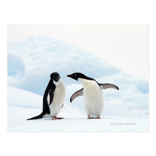 Two Adelie Penguins sitting on a sheet of ice Postcard | Zazzle.com