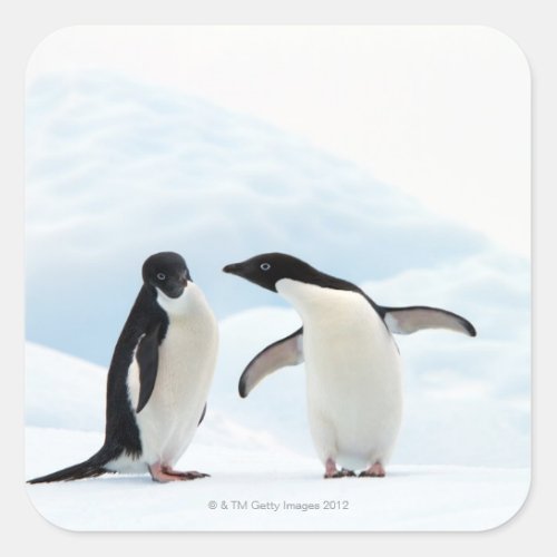 Two Adelie Penguins sitting on a sheet of ice Square Sticker