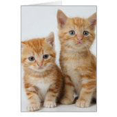 Two Adorable Kittens (Front)