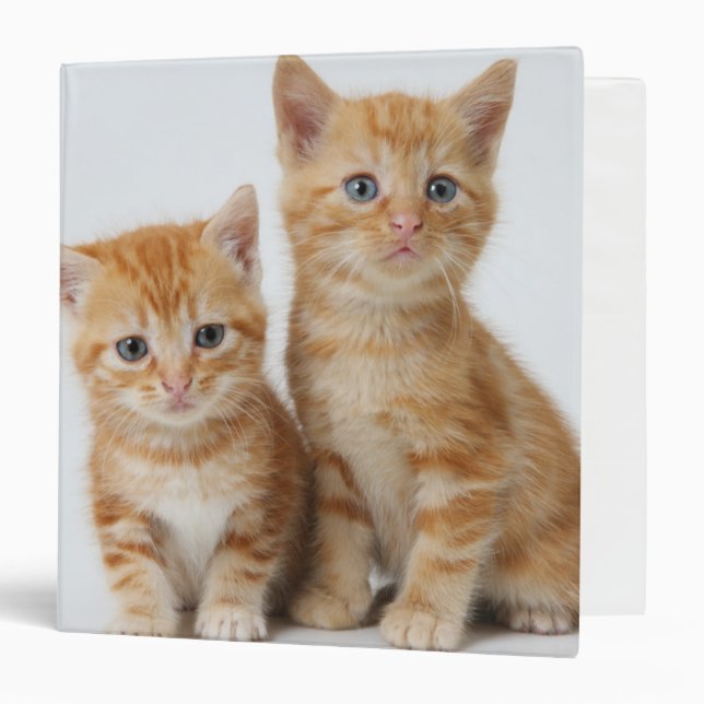 Two Adorable Kittens Binder (Front/Inside)