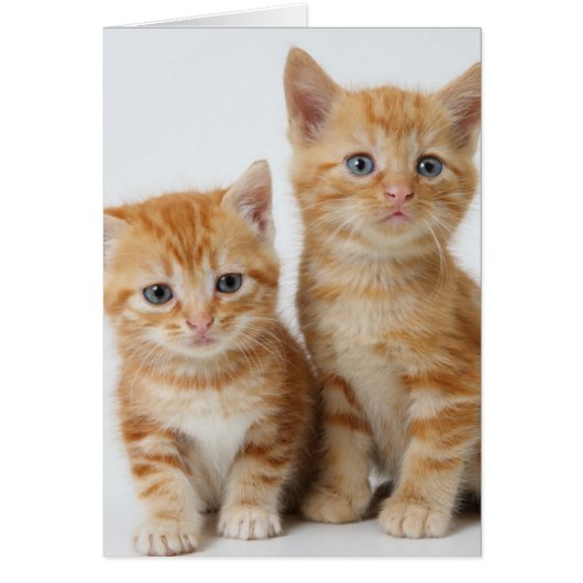 Two Adorable Kittens Cards (Front)