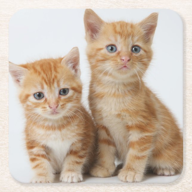 Two Adorable Kittens Square Paper Coaster (Front)