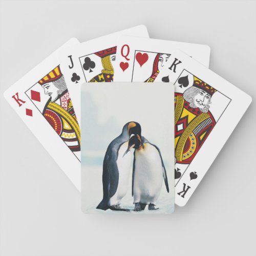 Two affectionate penguins playing cards