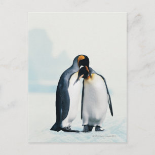 Two affectionate penguins postcard