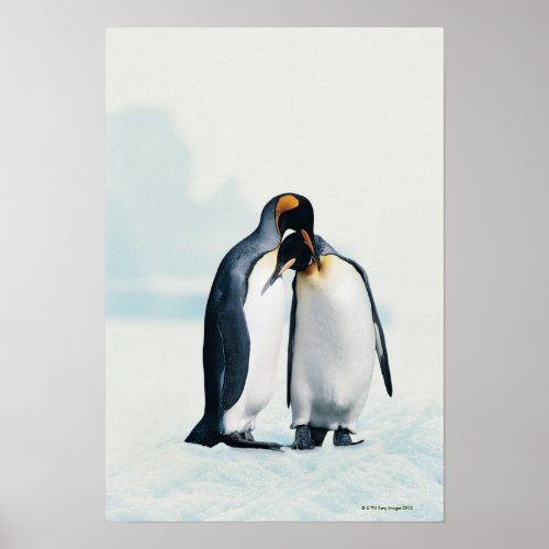 Two affectionate penguins poster
