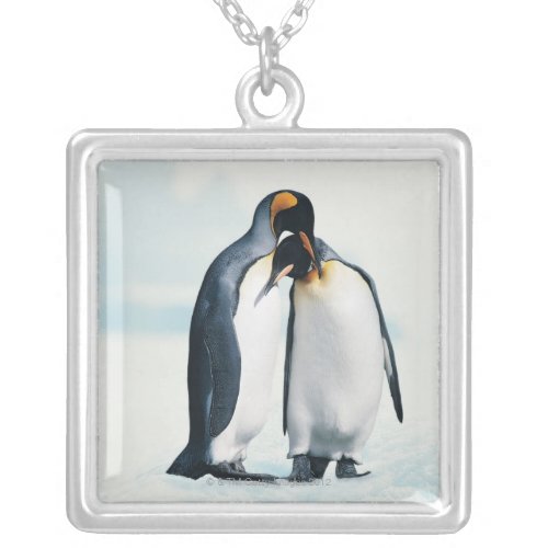 Two affectionate penguins silver plated necklace
