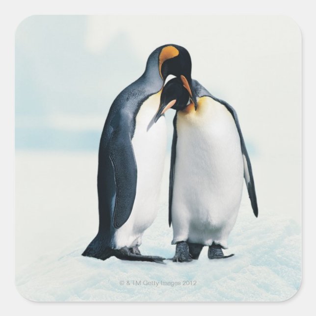 Two affectionate penguins square sticker (Front)