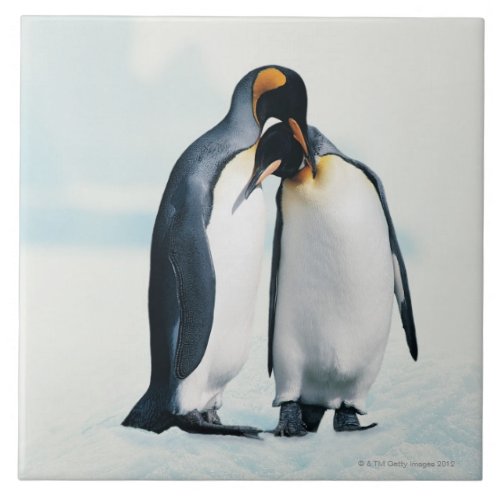 Two affectionate penguins tile