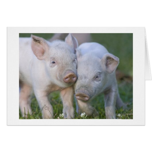 Two Affectionate White  Piglets Cards (Front Horizontal)