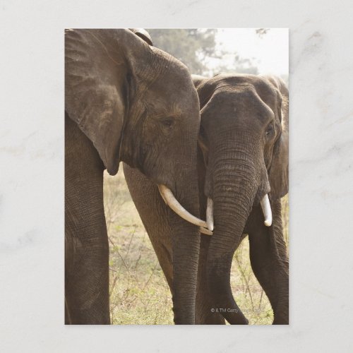 Two African Bush Elephants Loxodonta Africana Postcard