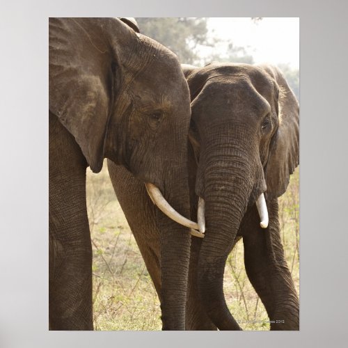 Two African Bush Elephants Loxodonta Africana Poster