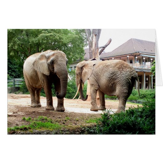Two African elephants Cards (Front Horizontal)