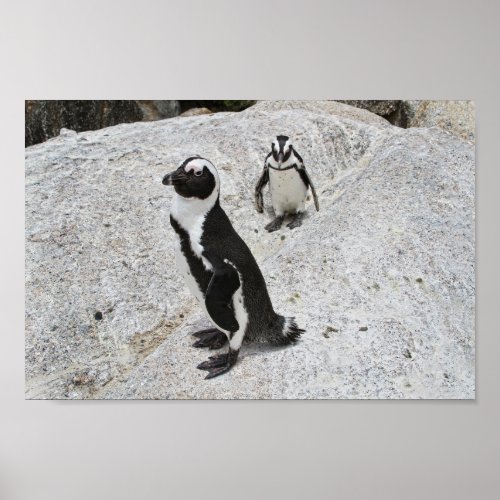 Two African Penguins, Boulders Beach, South Africa