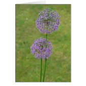 Two Allium (Front)