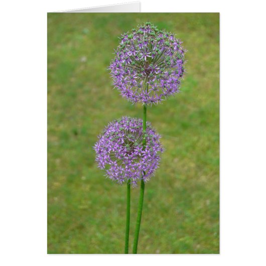 Two Allium Cards (Front)