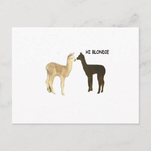 Two alpaca crias meet postcard