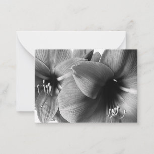 Two Amaryllis Flowers Photo Note Card