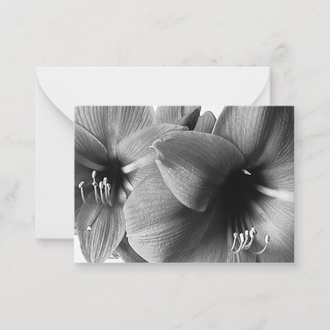 Two Amaryllis Flowers Photo Note Card (Front)