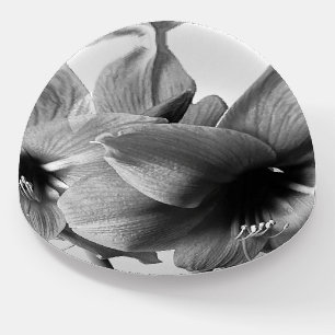 Two Amaryllis Flowers Photo Paperweight