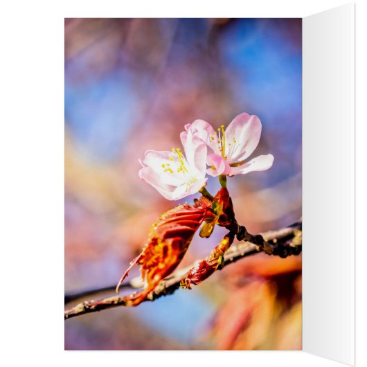 Two Amazing Sakura Flowers. Pink, Blue Background (Inside (Left))