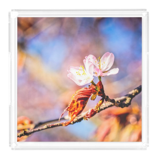 Two Amazing Sakura Flowers. Pink, Blue Background Acrylic Tray (Large)