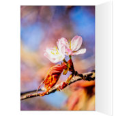 Two Amazing Sakura Flowers. Pink, Blue Background Cards (Inside (Left))