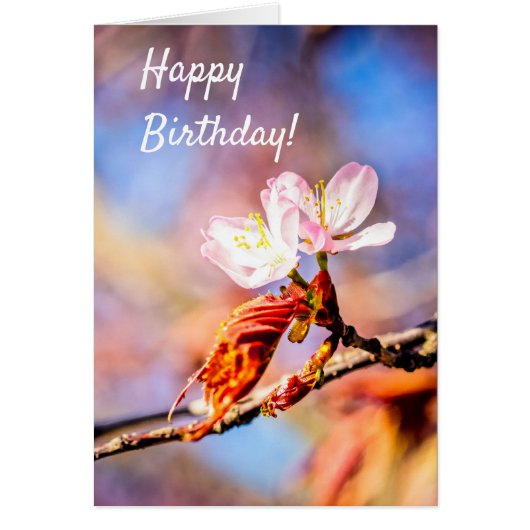 Two Amazing Sakura Flowers. Pink, Blue Background Cards (Front)