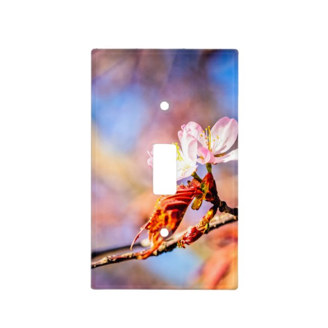 Two Amazing Sakura Flowers. Pink, Blue Background Light Switch Cover (Front)