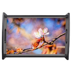 Two Amazing Sakura Flowers. Pink, Blue Background Serving Tray