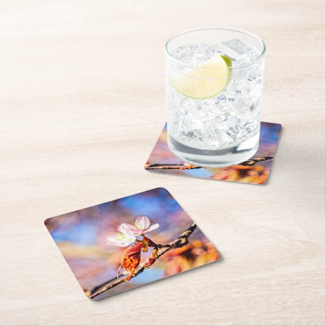 Two Amazing Sakura Flowers. Pink, Blue Background Square Paper Coaster (Insitu)