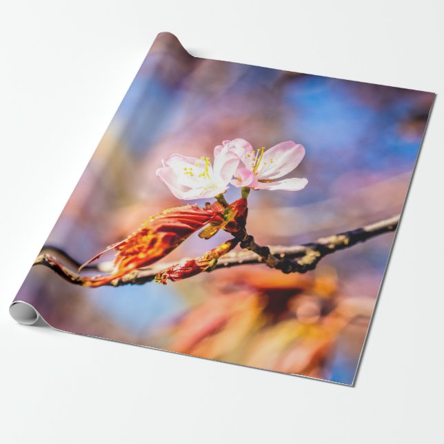 Two Amazing Sakura Flowers. Pink, Blue Background Wrapping Paper (Unrolled)