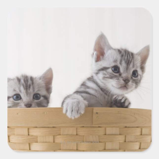 Two American Shorthair Kittens Square Sticker (Front)