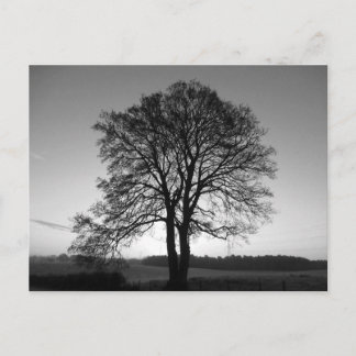 Two as One: the Forked Tree Postcard