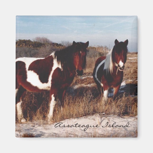 Two Assateague Wild Horses - Magnet (Front)