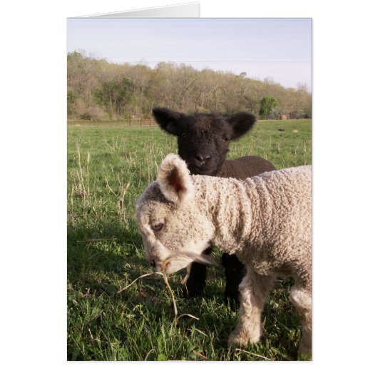 Two Babies Cards (Front)