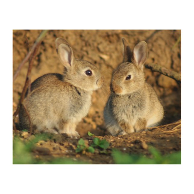 Two Baby Bunnies Wood Wall Decor (Front)