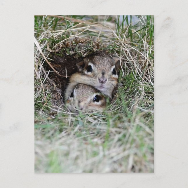 Two Baby Chipmunks Trying to get out of the Burrow Postcard (Front)